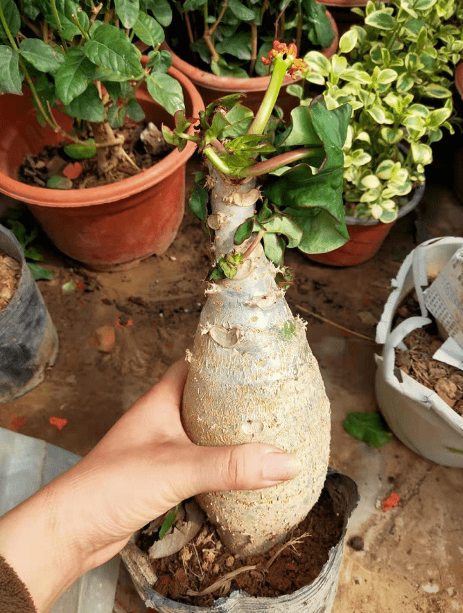 佛肚花养殖图片