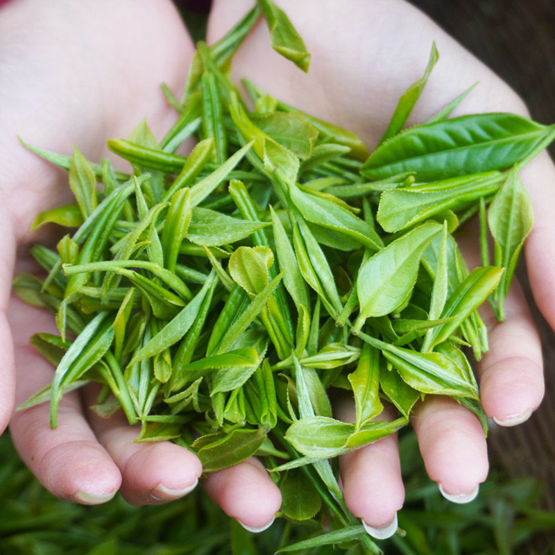 紫阳富硒茶陕南2021年明前陕西紫阳焕古富硒新茶毛尖绿茶翠峰银针开园