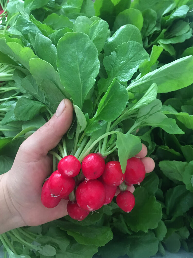 恬女神顺丰快递东北新鲜小水萝卜樱桃萝卜水果萝卜蘸酱菜5斤带箱年货