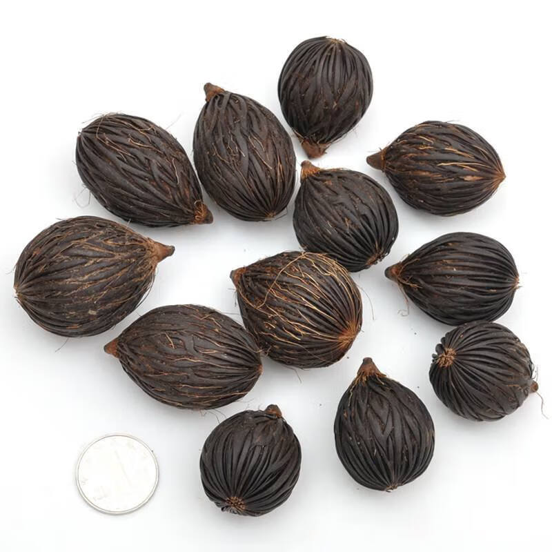 恩之达 狐尾椰子种子千丝菩提种籽千丝果狐狸椰子二枝棕狐尾棕种子四