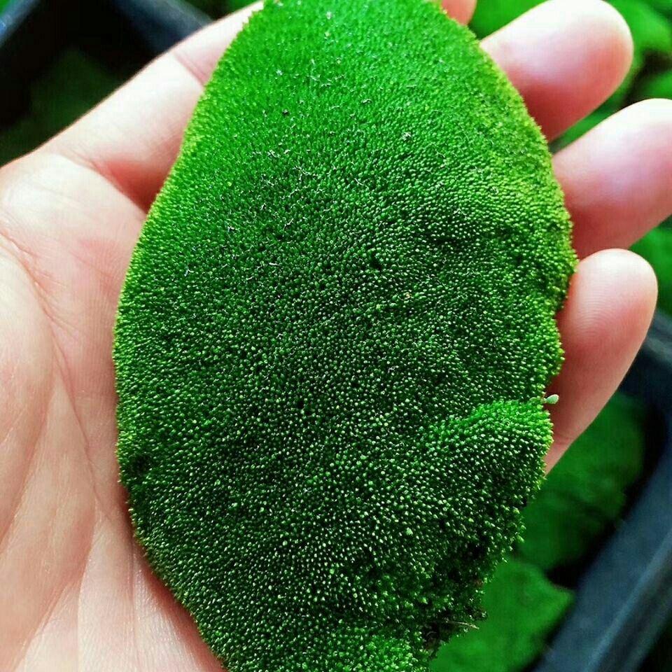 【精选现发】朵朵藓白发藓短绒藓苔藓批发鲜活苔藓青苔花卉盆栽铺面微