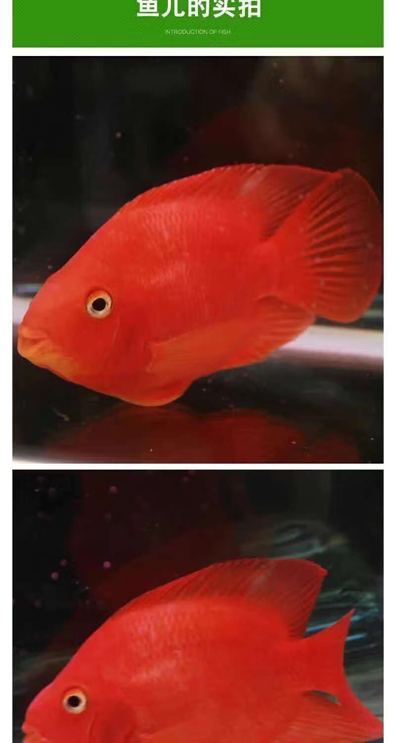 鹦鹉活鱼发财鱼活体元宝财神鱼观赏鱼银龙鱼热带宠物观赏鱼911cm红