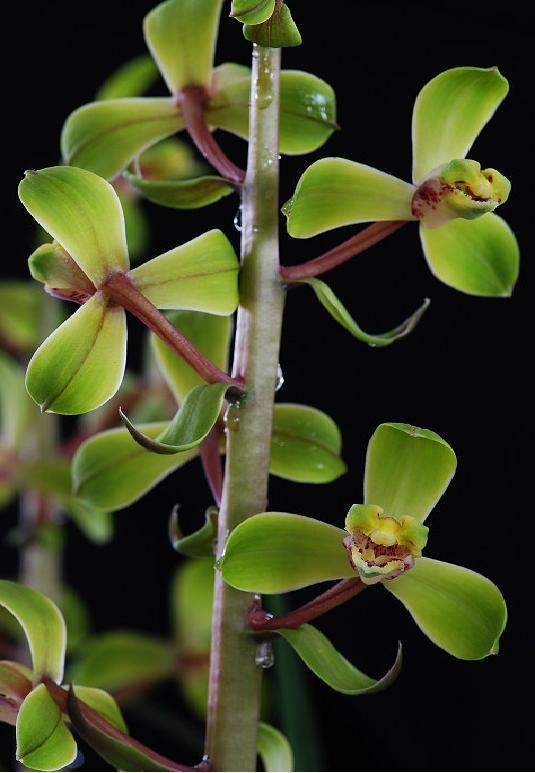 云南老种室内兰花苗阳台花卉绿植盆栽浓香蕙兰程梅老种2苗260裸根不
