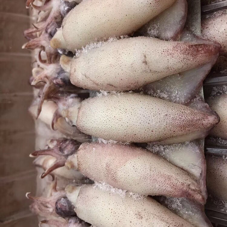 野生海兔籽乌带籽笔管鱼新鲜熟冻野生籽乌小海鲜火锅食材半斤尝鲜精选