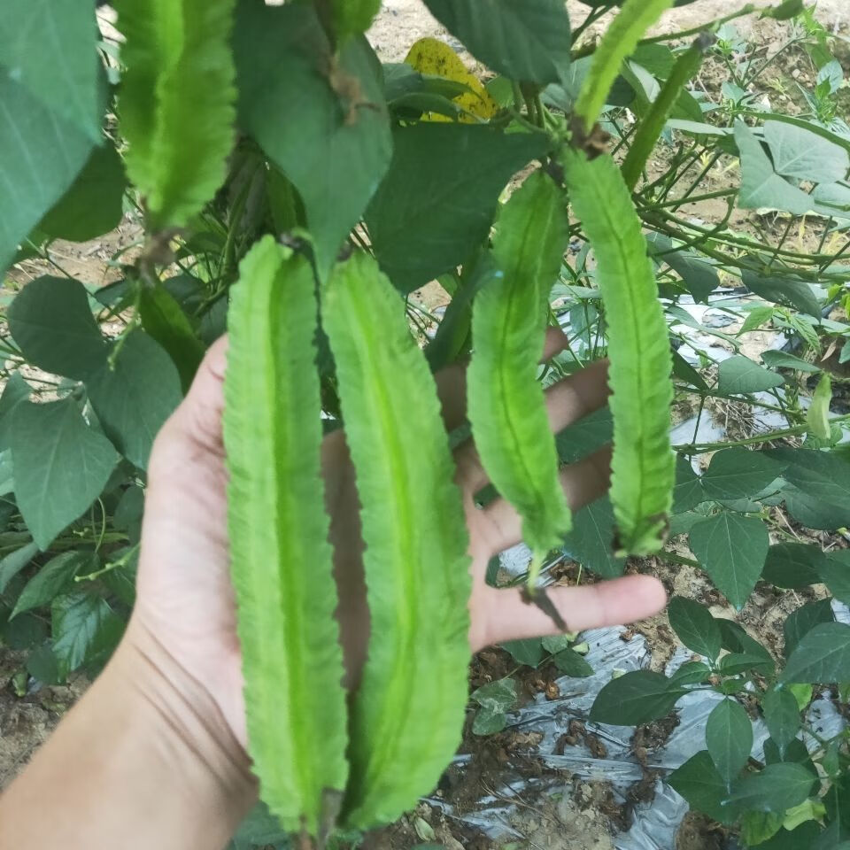 新鲜四角豆海南三亚特产四棱豆杨桃龙豆 皇帝豆 普