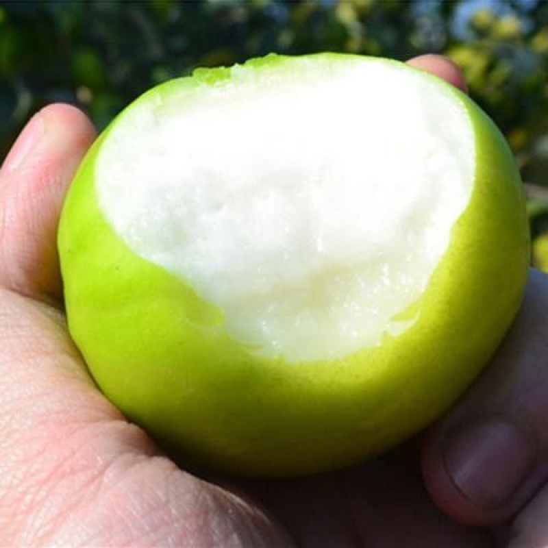 枣树苗大青枣 又称青甜脆枣 南方北方种植庭院当年结果 6年壮苗当年