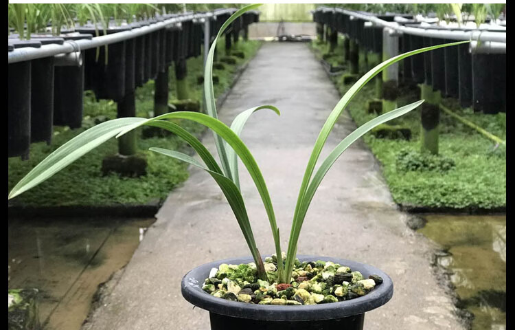 蘭花苗建蘭大唐宮粉名貴老種荷瓣素花銘品素荷蘭花 想要幾苗,數量填寫