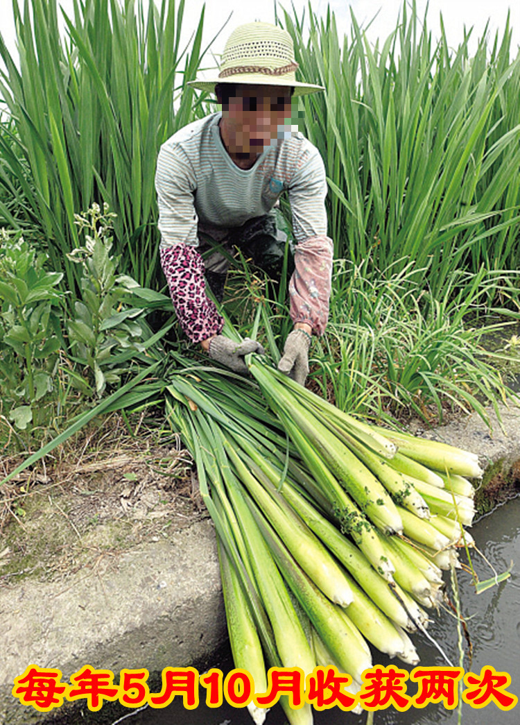 茭白根苗高瓜根苗双季茭白苗茭瓜苗蔬菜苗高笋种苗龙虾塘单季茭白 单