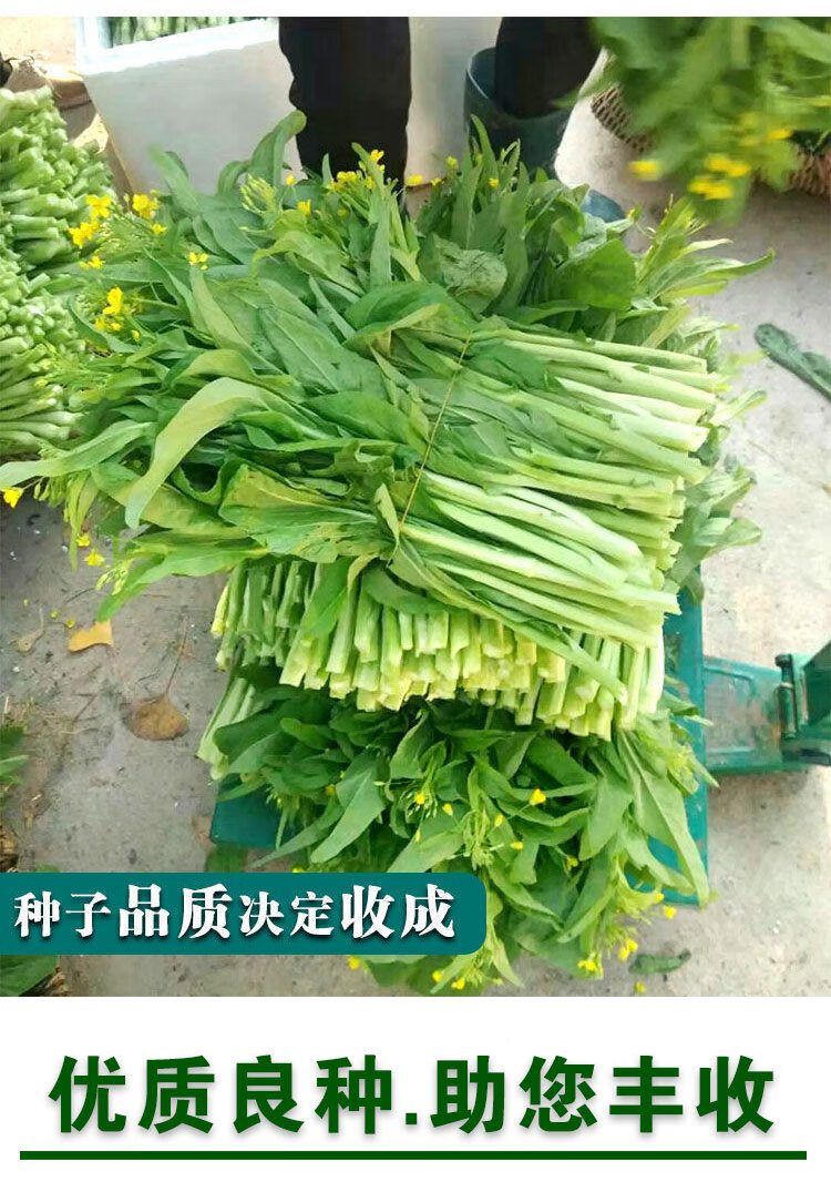 连州多丫甜菜心种子多枝多芽百耳菜种农家蔬菜种孑增城迟菜心种籽