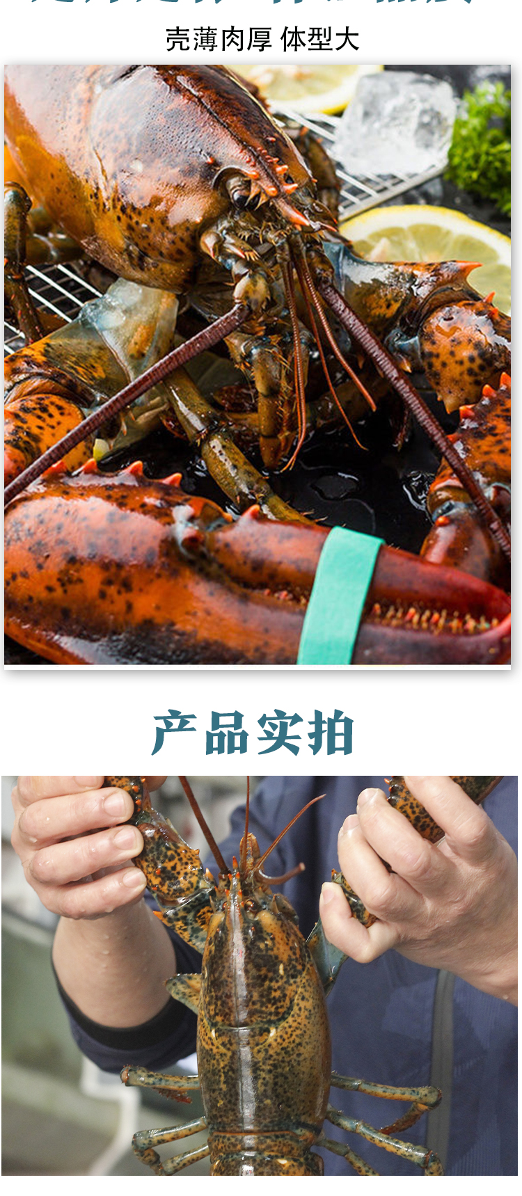波士顿龙虾特大鲜活生冻波龙海鲜水产冷冻大鳌虾400-2000g 700g【图片