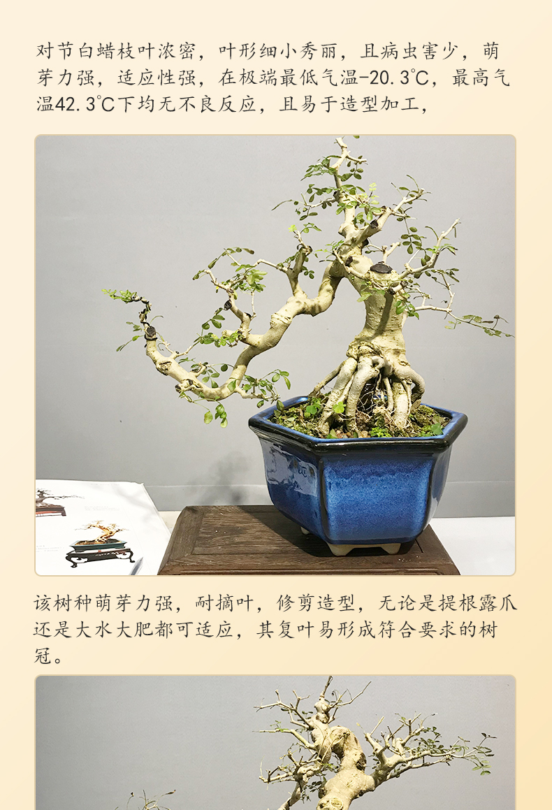 精品造型提根老桩对节白蜡盆景悬崖式盆栽室内绿植物净化空气花卉 j12