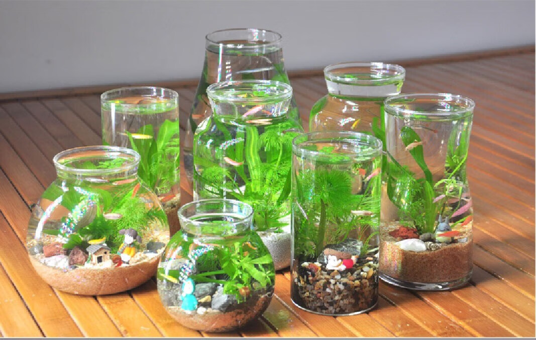 观赏生态瓶鱼微景观生态缸免换水diy办公室桌面创意小鱼缸虾缸 1大1小