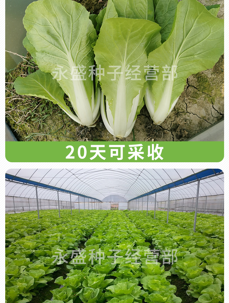 名稱:小白菜籽四季耐熱菜種籽建南快菜種子陽臺農家庭院青菜籽蔬菜種