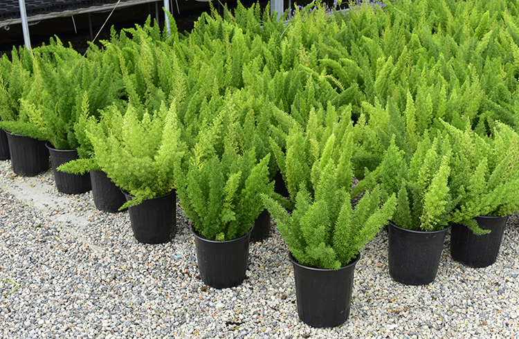 狐尾天门冬盆栽地栽窗台阳台庭院耐热观叶植物四季常青多年生好养易活