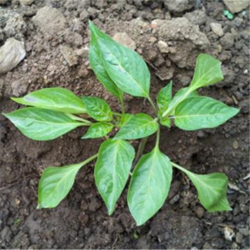 【梦里丹】小米椒苗朝天椒种籽苗高产彩色簇生新鲜盆栽苗辣椒种子蔬菜