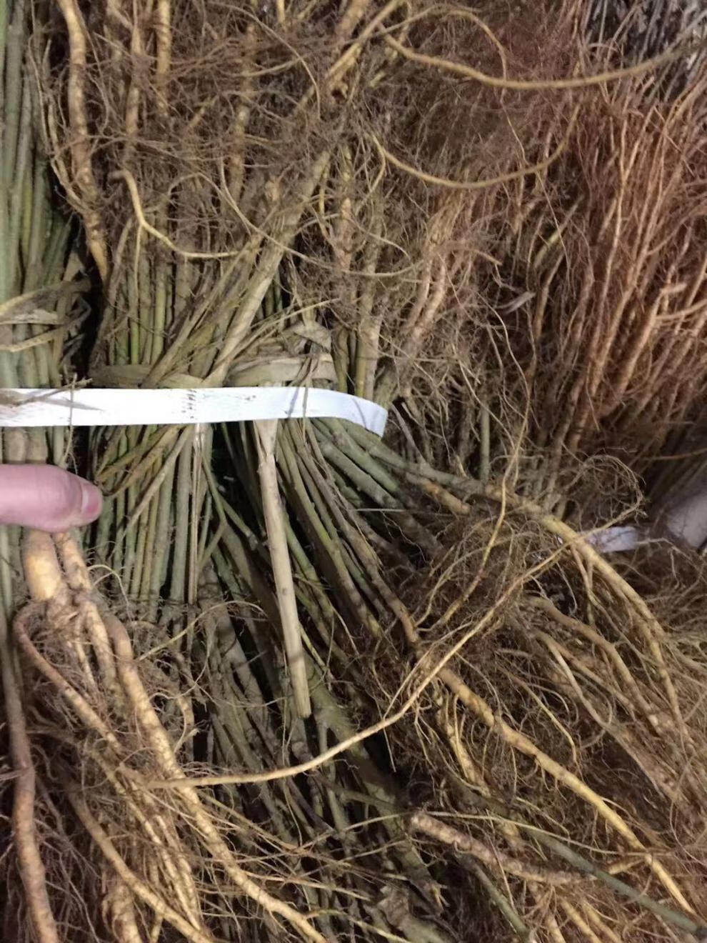 文静花坊 嫁接实生苗杂交桑62桂桑6特2粤桑树苗饲料蛋白养蚕桑叶树