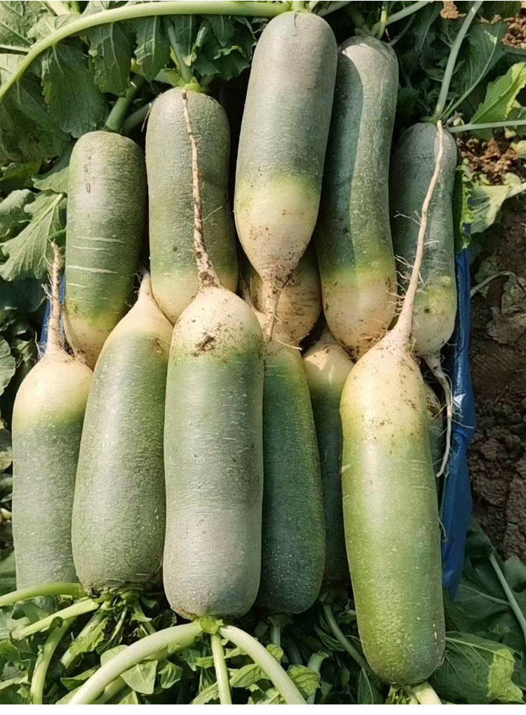 天津里外青萝卜种子农家菜园大棚春夏秋四季播种里外青水果萝卜天津沙