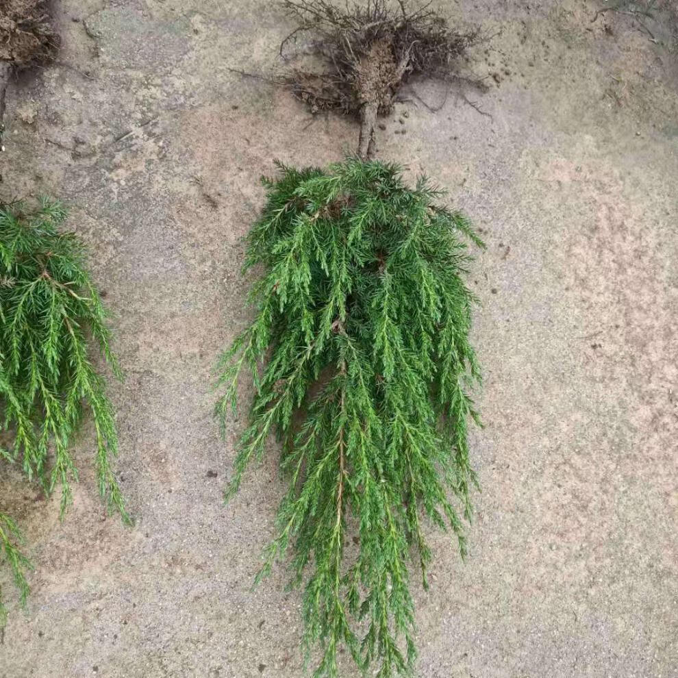 塔柏树苗松树苗侧柏树苗宝塔松柏树苗松柏树苗四季常青树 秋颖 塔柏30