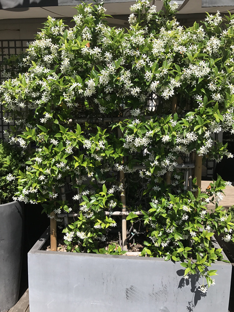 络石藤风车茉莉花盆栽阳台庭院花卉四季长青爬藤植物银丝茉莉6年生