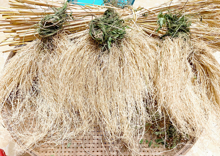 养肝草基地直供 批发丝线根龙须草龙须根草广东汤料食材 5件50小扎