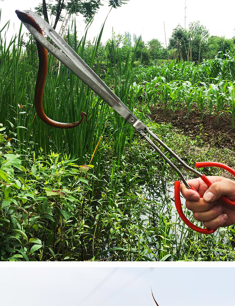 捕泥鳅黄鳝夹鳝鱼夹子不锈钢钳子防滑赶海神器抓螃蟹龙虾专用工具 全