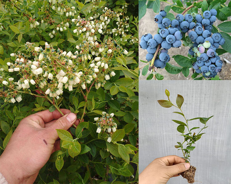 特大果优瑞卡蓝莓果树盆栽苗奥尼尔蓝莓苗南方种植兔眼蓝莓苗北方蓝莓