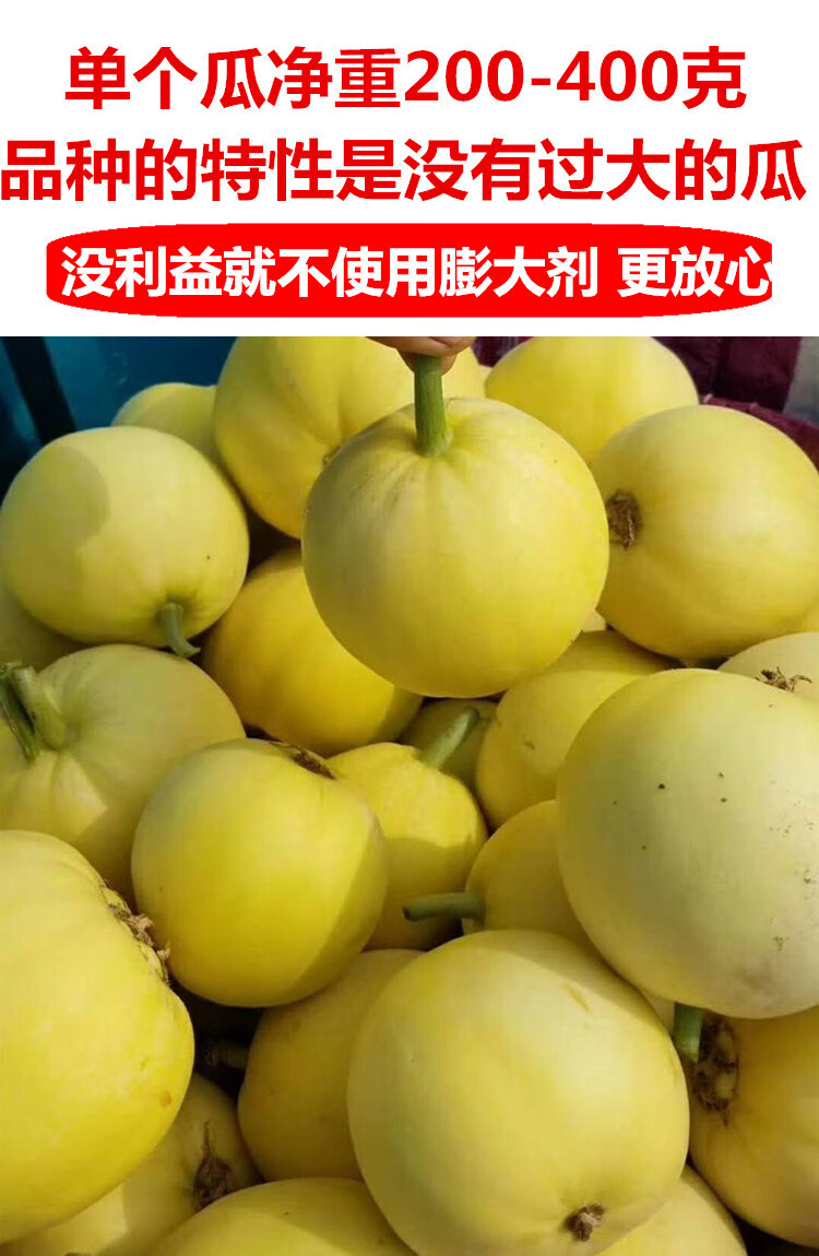 甜瓜香瓜星甜20小蜜蜂蜜罐甜瓜现货新鲜水果整箱顺丰山东甜瓜优选果2