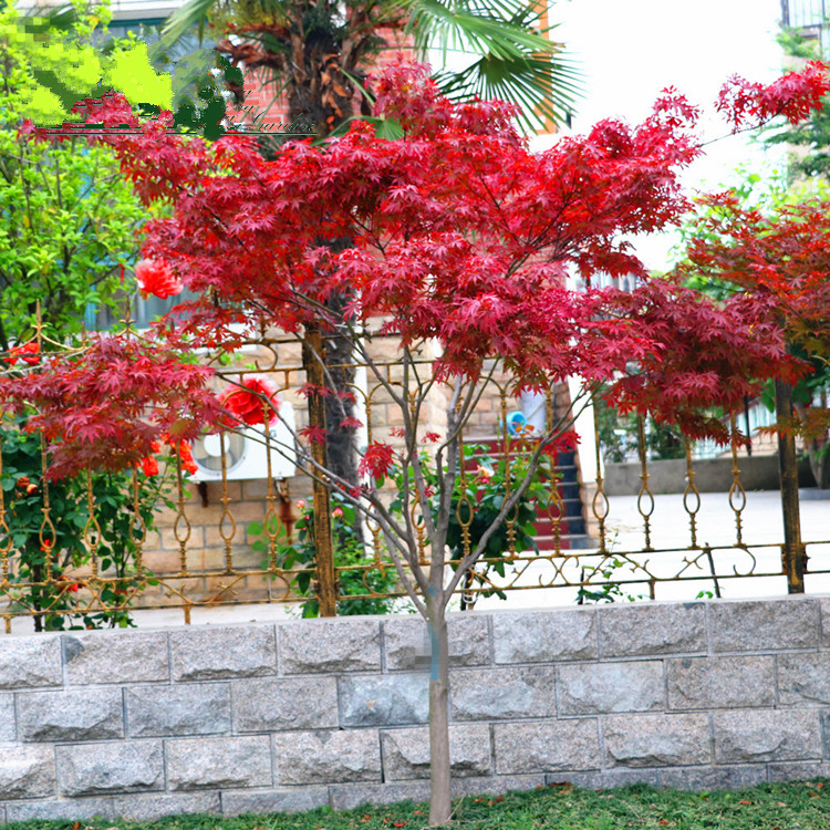 唯友(weiyou)红枫树苗嫁接美国红枫树苗红叶羽毛枫树日本红枫庭院花卉