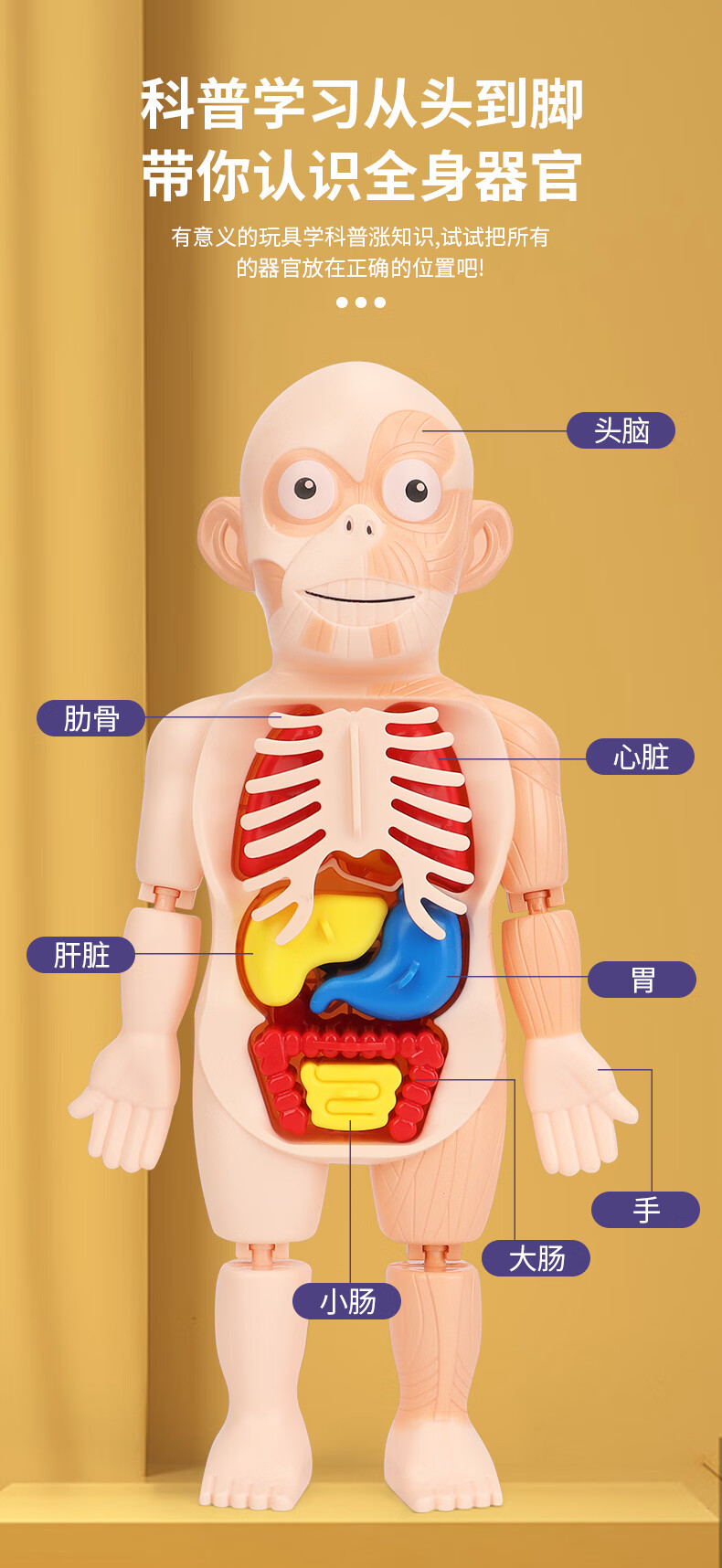 人体骨骼模型儿童人体可拆卸医学解剖模型身体内脏器官身体骨骼架结构