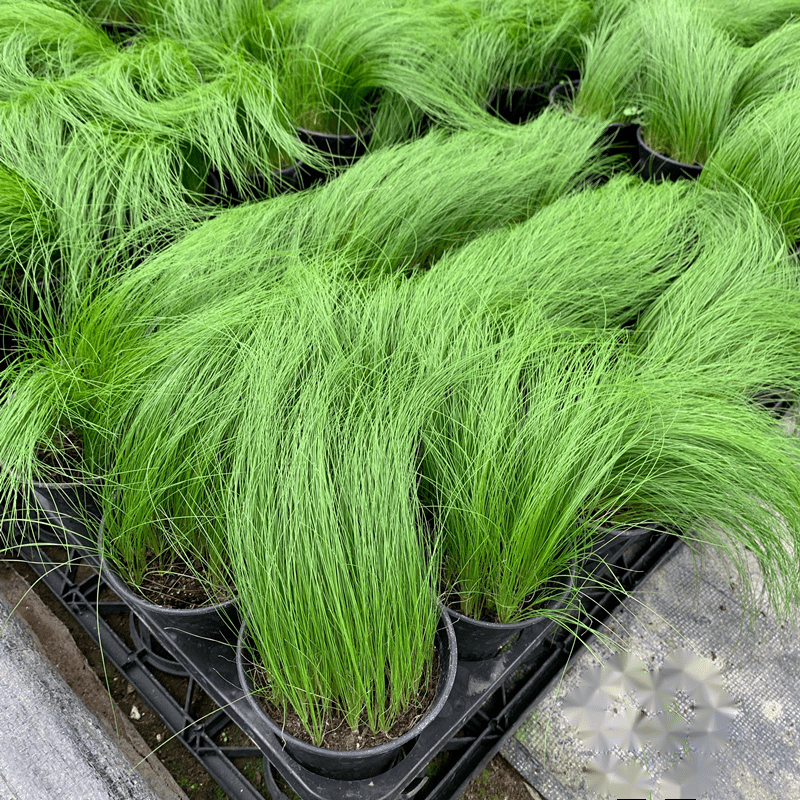 雨花蝶 墨西哥羽毛草盆栽 进口针茅马尾草室内外观赏草净化空气 中大