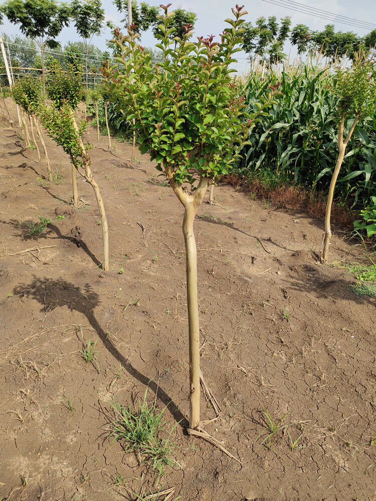 紫薇树苗 百日红火箭紫薇花盆栽 地栽庭院绿化工程树苗紫薇花树苗