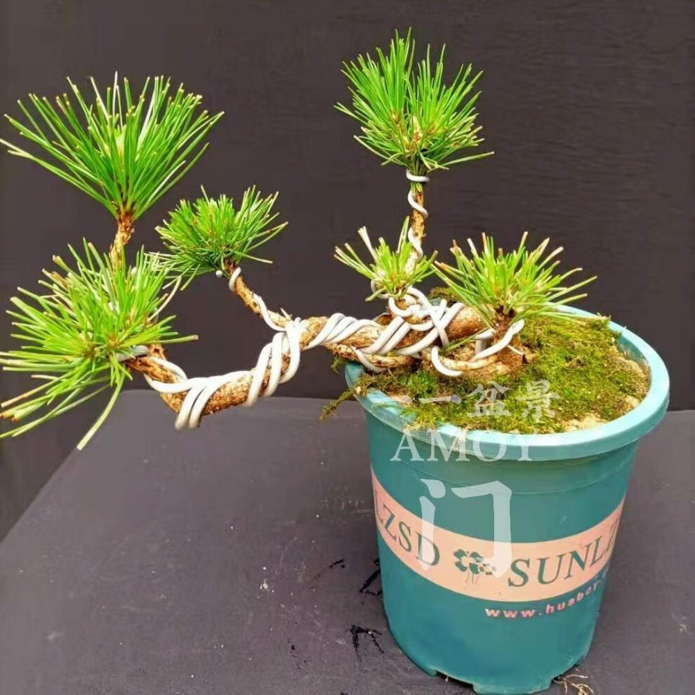 卉双黑松苗造型黑松小盆景黑松绿植花卉盆栽植物客厅阳台办公室摆件