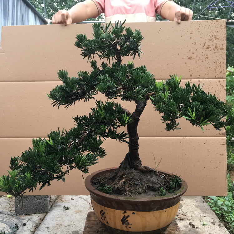 现货 罗汉松盆景 雀舌小叶罗汉松树苗植物盆栽花卉绿植四季常青 造型