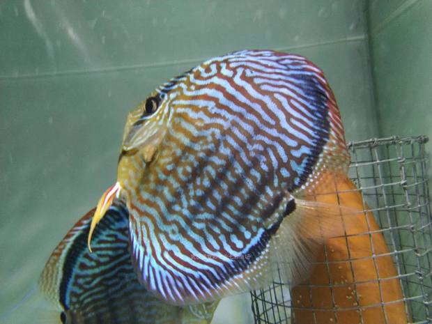 麦基乐德系巨人松眼镜佬后代七彩神仙观赏鱼苗活体淡水热带路损包赔