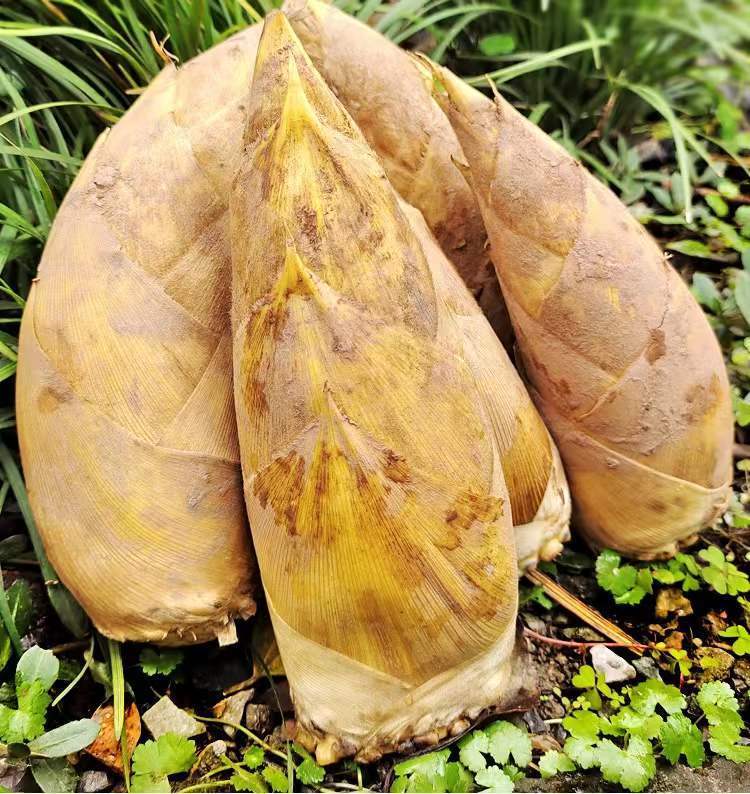 坏了包赔现挖冬笋新鲜两头尖鲜竹笋新鲜农家黄泥笋3斤精品两头尖48两