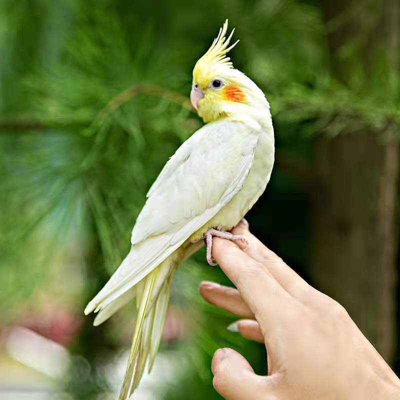 【京选推荐】玄凤鹦鹉活鸟雏鸟幼小鸟成年半毛说话鸟手养鸟一对可繁殖