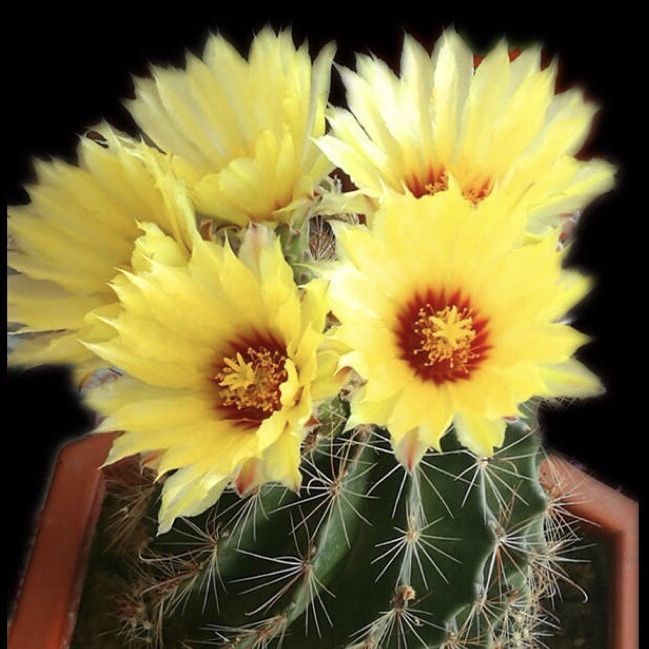 红花青王丸实生仙人球南国玉属大花丽花美花一物一拍龙王仙人球黄花青