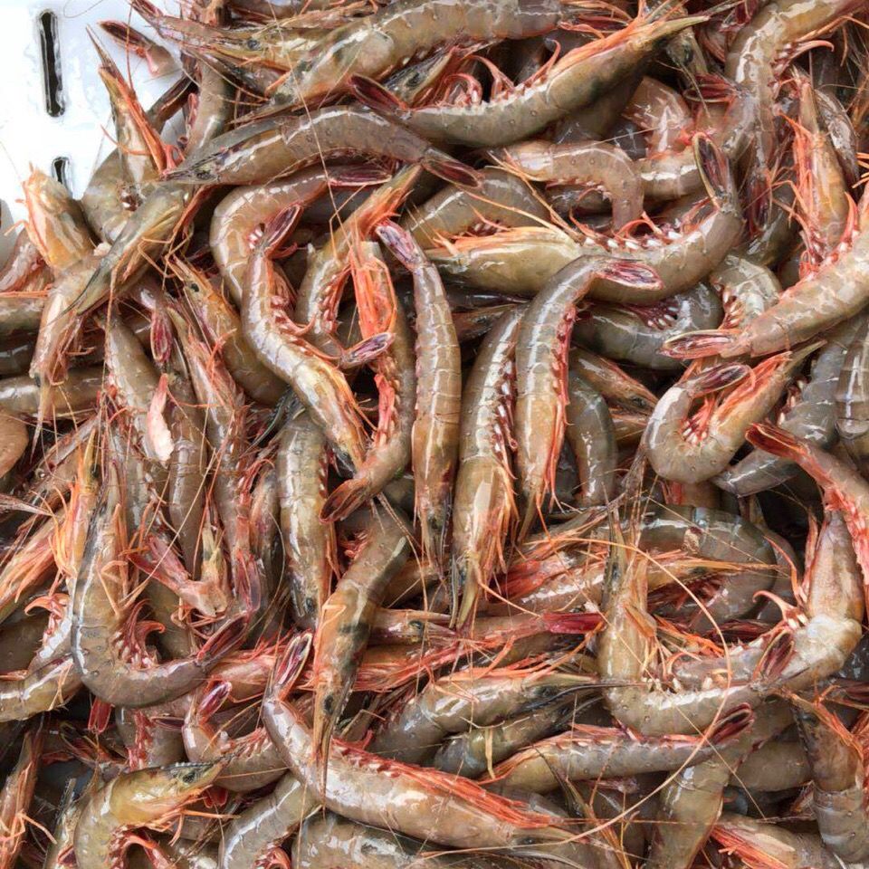 东海海虾海鲜水产鲜活虾新鲜滑皮虾条虾当天现捕 青壳中大滑皮虾70