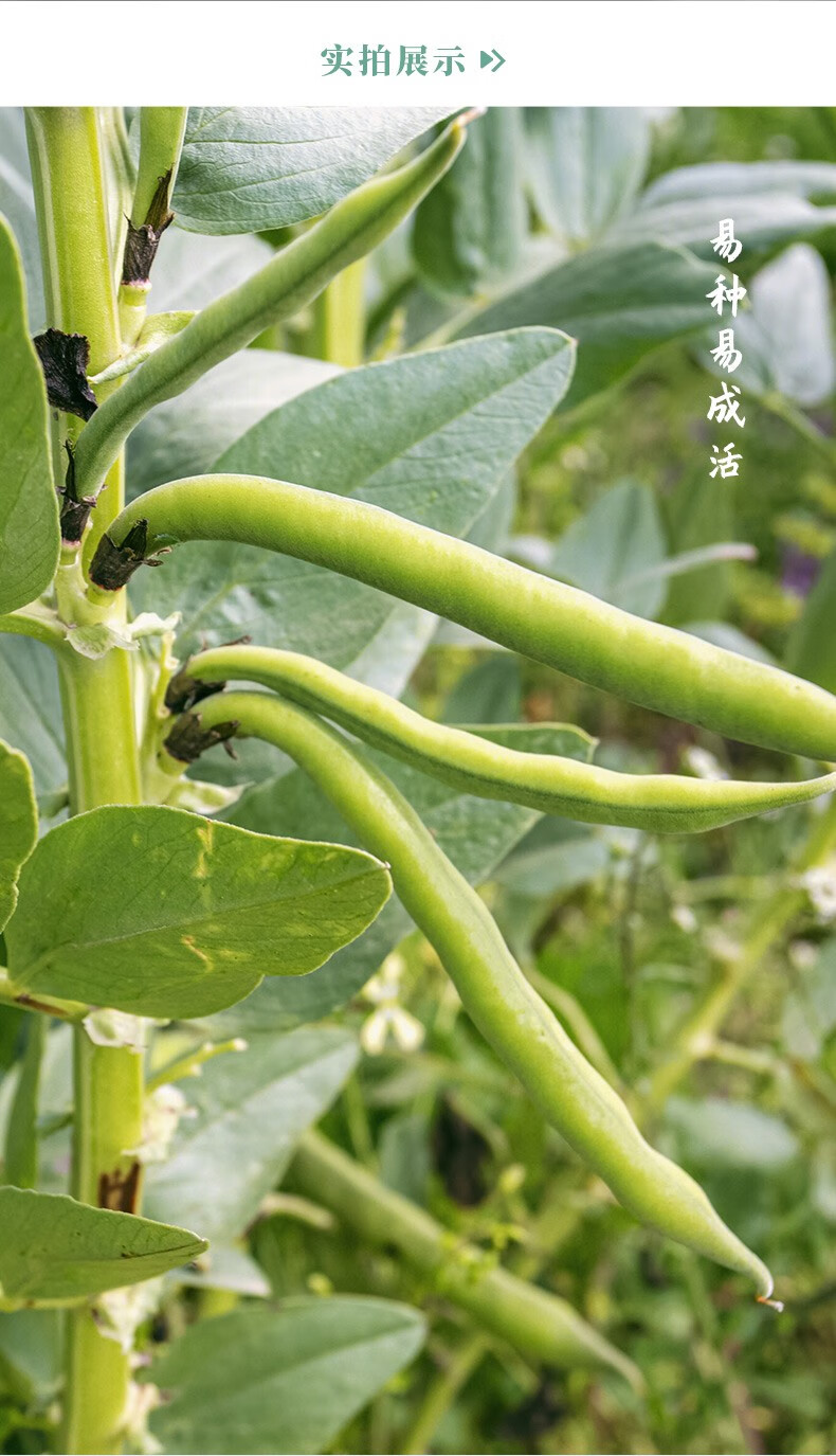 農之子青豆種子蠶豆菜豆黑蠶豆種子500g散裝