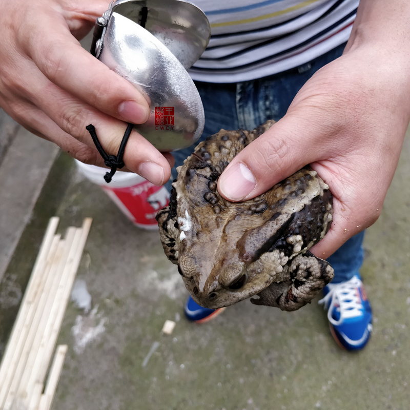 蟾蜍取毒器蟾蜍衣提取蟾酥夹蟾衣夹蟾蜍养殖耳后腺采集器专卖工具