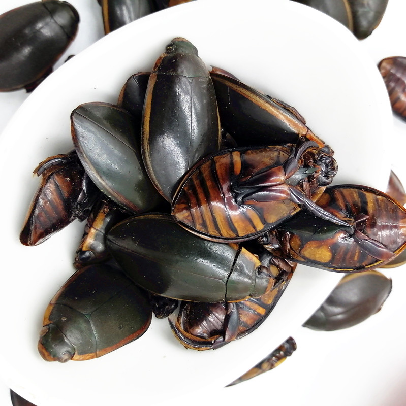 整只50只金边龙虱干货水蟑螂水鳖虫射尿龟水龟子可打粉【图片 价格