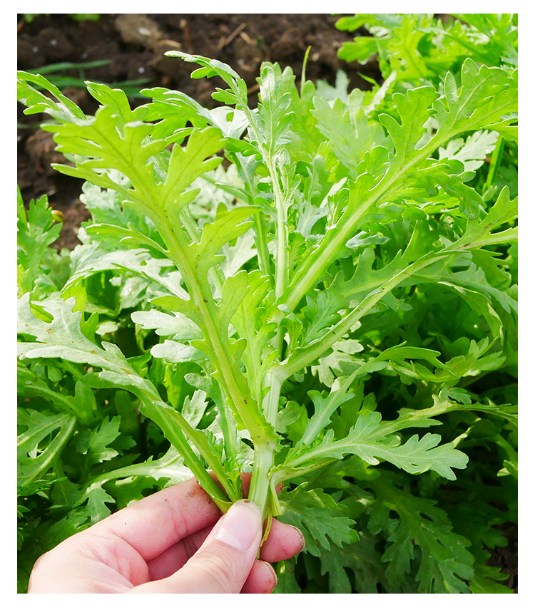 中叶茼蒿种子种籽菜种孑农家四季南方阳台盆栽蔬菜青菜菜籽籽种皇帝菜