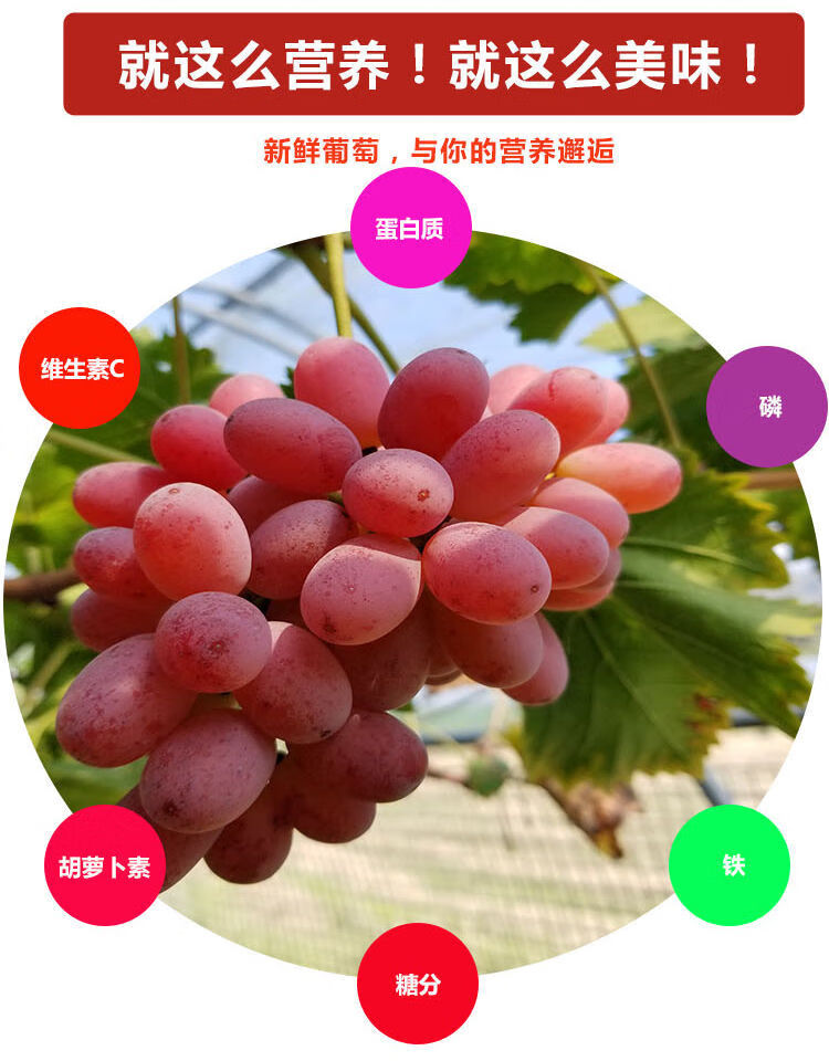 新疆马奶红提无籽葡萄爆甜克伦生葡萄新鲜水果提子6斤