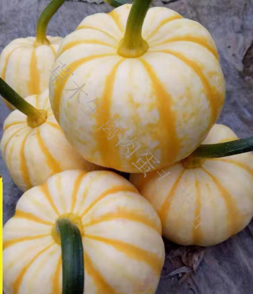 新鲜特色食材黄金贝贝瓜迷你小南瓜5斤