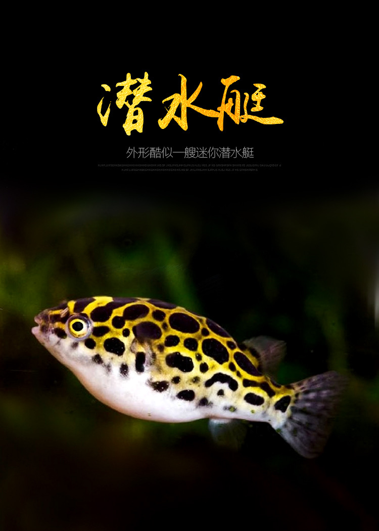 河豚鱼活体活物大金娃娃潜水艇弓斑河豚热带观赏鱼运输包活岚黛大金