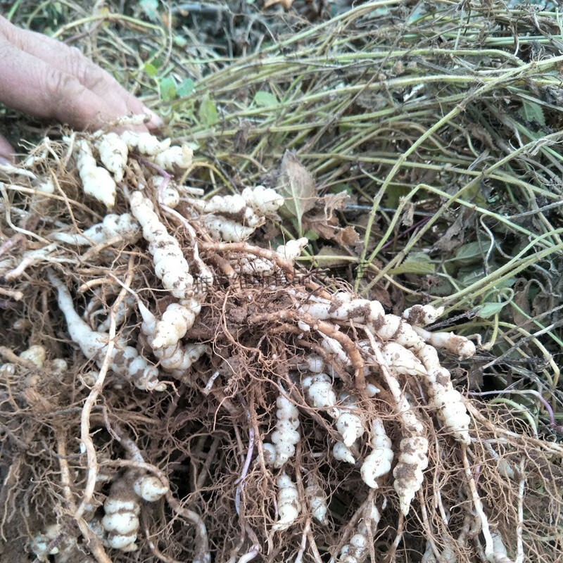 螺丝菜新鲜宝塔菜地环10斤甘露草石蚕地牯牛葫芦种子蔬菜酱泡腌咸500g