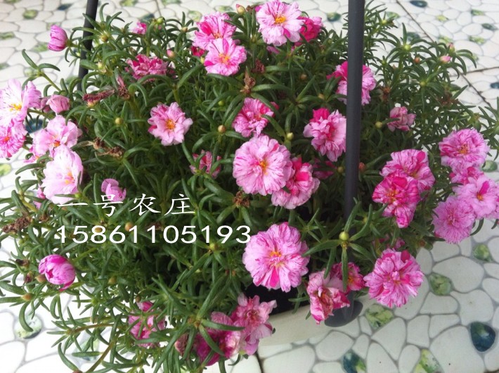 太阳花种子 重瓣混色1000粒 松叶牡丹花 半枝莲花籽 阳台盆栽易种