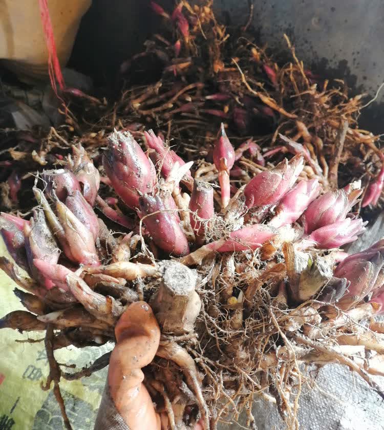 阳荷种子 洋荷种子 洋荷姜种子 阳荷姜种子 种根 种苗 贵州早熟 5斤