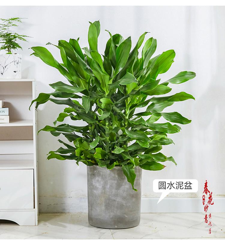 螺紋鐵大型盆栽 青葉觀葉植物辦公室客廳室內綠植 高120-130cm含編織