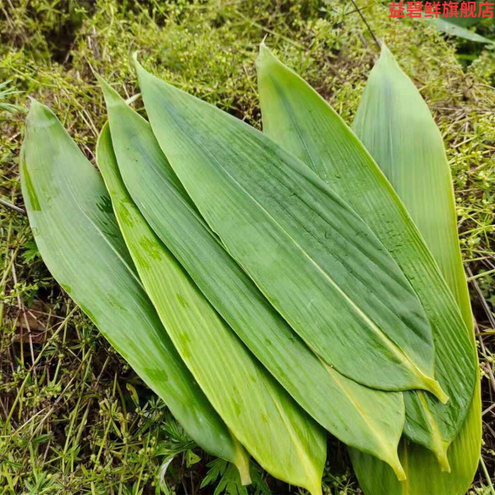 粽子叶叶新鲜大粽叶包粽子材料天然野生大粽叶真空包装200片曾绳真空